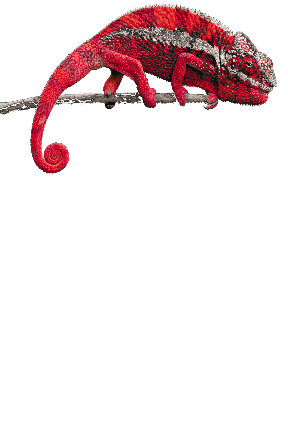 Effet caméléon